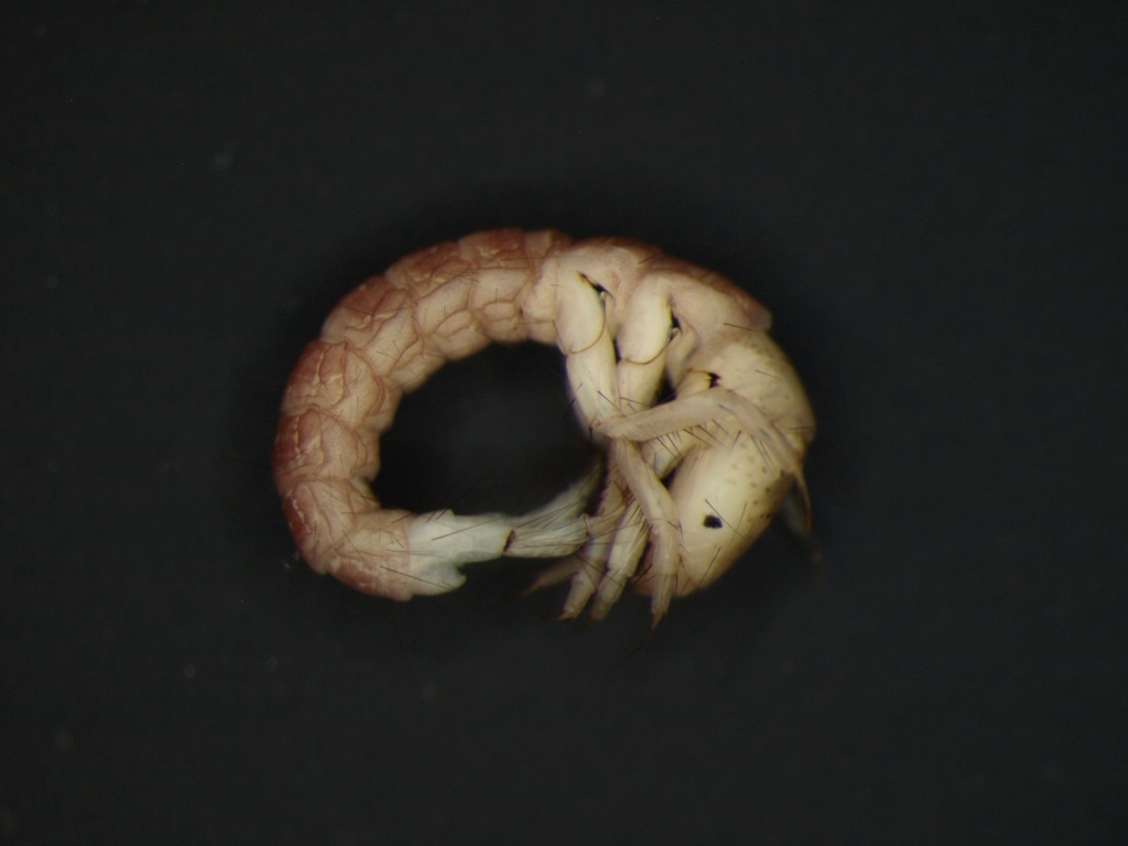 Neureclipsis bimaculata 2